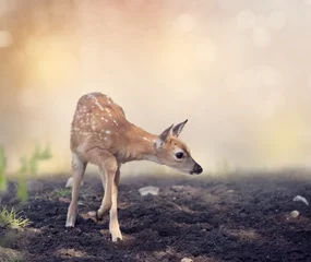 Crédence de cuisine en verre imprimé Cerf White-tailed deer fawn