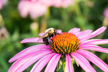 Echinacea Flower with Bee