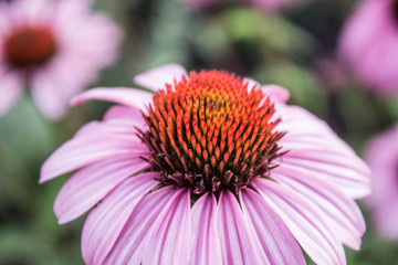Echinacea Flower
