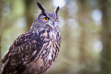 Eurasian Eagle Owl