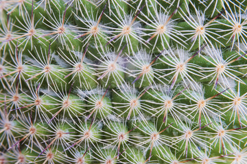 Obraz premium Cactus Spikes Nature Houseplant Background