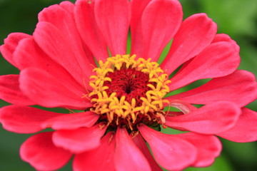 циния, красивый красный цветок