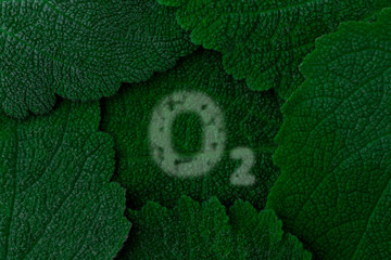 Oxygen, O2. Dark green leaves background. Close up