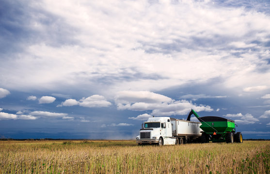 A tractor and grain cart unloading canola seed into a semi truck and trailer in a harvested field under blue cloudy sky in a autumn countryside landscape