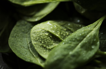 Macro shot of fresh spinach leaves