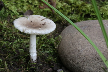 Macro Closeup Flower Plant Life 