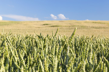 field with cereals