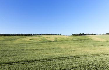 Fototapeta na wymiar agricultural field with green