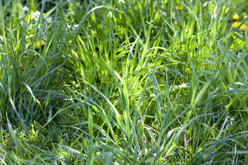 spring grass