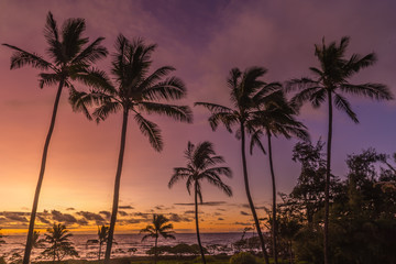Fototapeta na wymiar Sunrise Palm Trees