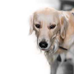Portrait of an Adorable Golden Retriever, space for text on white Background