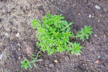 Herb plant ,Limnophila aromatica (Lam.) Merr., Limnophila geoffrayi Bonati.