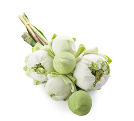 Lotus flower isolated on white background