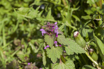 purple nettle flower