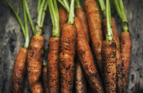 Fresh Organic Carrots