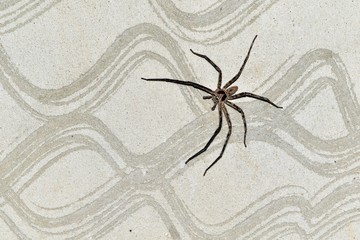 spider missing one leg on cement wall after fighting