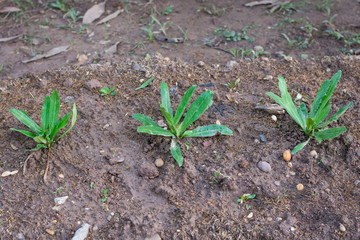 Culantro, Long coriander, Sawtooth coriander, Parsley on the soil in the Vegetable garden