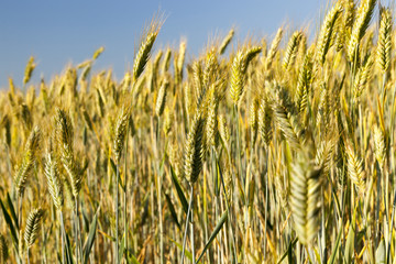 Obraz premium An agricultural field with a crop