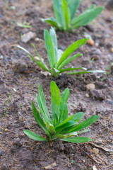Culantro, Long coriander, Sawtooth coriander, Parsley on the soil in the Vegetable garden