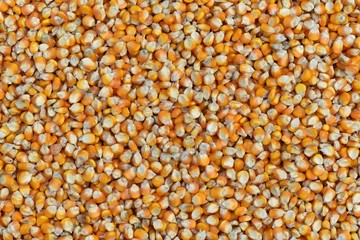 many dried corn seed for background