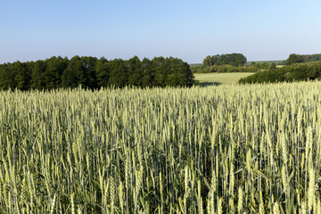 field with cereals