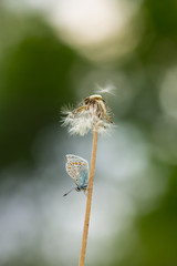 Common blue butterfly, Polyommatus icarus resting on overblown dandelion