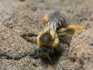 Female pantaloon bee, Dasypoda hirtipes digging in sand 