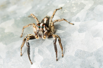 spider, jumping spider