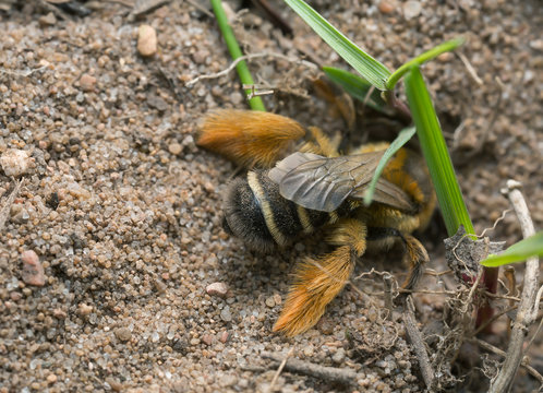 Female pantaloon bee, Dasypoda hirtipes digging in sand 