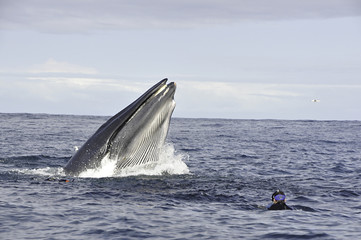 Bryde's whale has just gone through a sardine bait ball. Image was taken during the sardine run, east coast of South Africa.