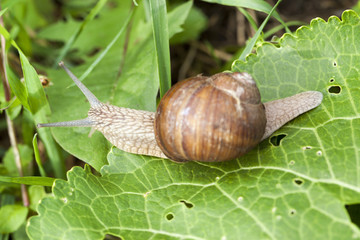 one grape snail