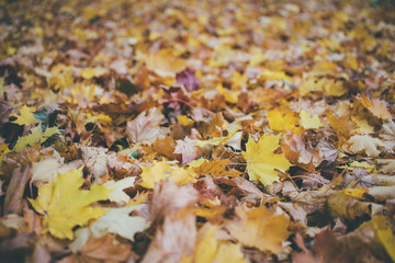 Fallen maple leaves background