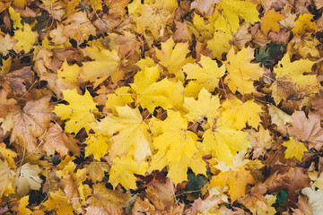 Fallen maple leaves background