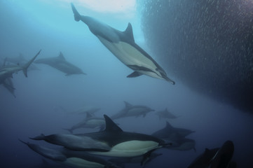 Common dolphins rounding up sardines into a bait ball so they can feed on them. Image was taken during the annual sardine run off the east coast of South Africa.