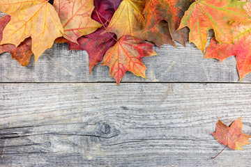 Naklejka na ściany i meble vibrant dry autumnal maple leaves on gray grunge wooden boards background