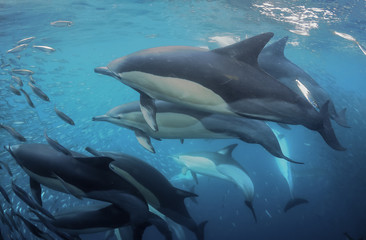 Obraz premium Common dolphins rounding up sardines into a bait ball so they can feed on them. Image was taken during the annual sardine run off the east coast of South Africa.