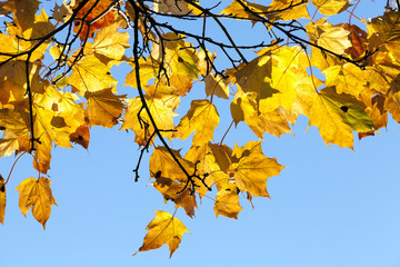 trees in autumn, close-up