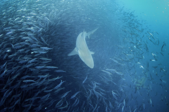 Bronze whaler shark swimming through a large sardine bait ball looking to feed. Image was taken during the sardine run off the east coast of South Africa.