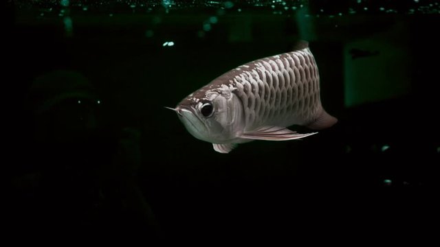 Fish Arowana (fish dragon) float and swim showing it beautiful and shining scale is fish of good luck, according to Asian beliefs.