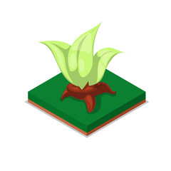 Green decorative plant isometric 3D icon. Public park decorative plant and green grass vector illustration. Nature map element for summer parkland landscape design.