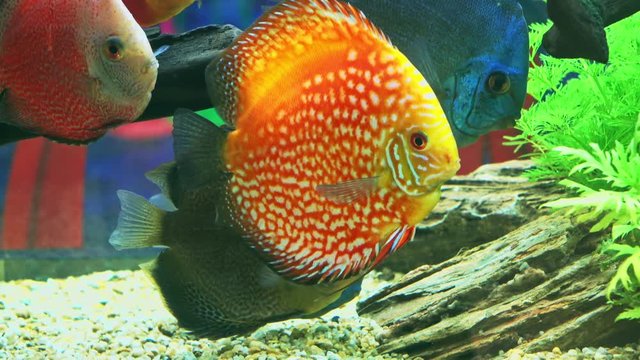 Striped Pigeon Blood  ,The fish is beautiful in the show.