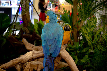 Blue parrot on branch in wild model.