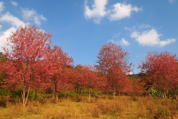 Beautiful Cherry blossom full bloom in winter and blue sky background ,Loei,Thailand.