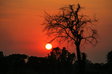 Sun and brances of tree silhouette at sunset.