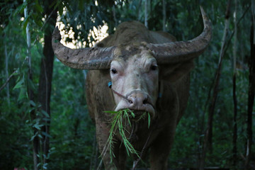 waterbuffalo covered in mud eating plants.