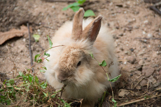cute rabbite eating plant in the garden.
