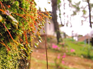 Dew on the moss