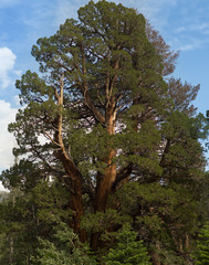Redwood standing tall
