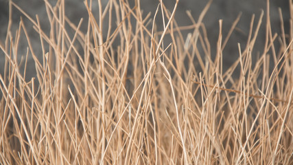 Close up of dried  branches. soft focus image ,Vintage concept.