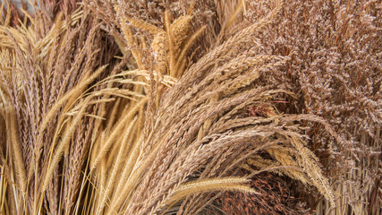 Close up of dried  grass flower. Vintage concept.